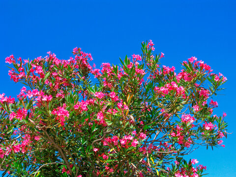 Oleander in bloom, branches with pink flowers