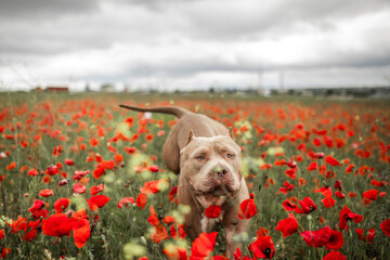 dog pitbull running on the poppy field 