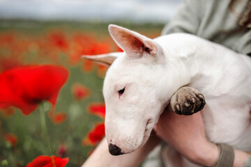 dog in the poppy field white bullterrier portrait