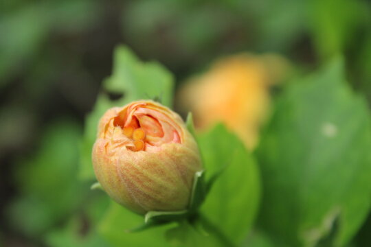 Hibiscus rosa-sinensis OR chembarathi bud with leaves in the background.