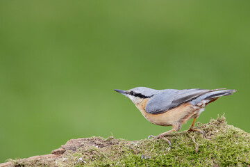 Eurasian nuthatch - Sitta europaea