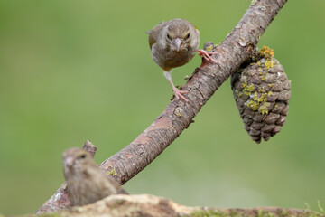 Greenfinch - Chloris chloris