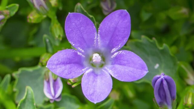 Time Lapse of bellflower flowers with green foliage, top view background. Time-lapse of beautiful purple Campanula Porto blooming.