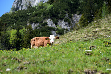 Fototapeta na wymiar Kuh in den Bergen