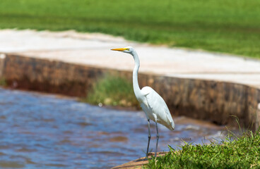 Fototapeta premium Garça branca na beira do lago em Brasília - Ardea alba