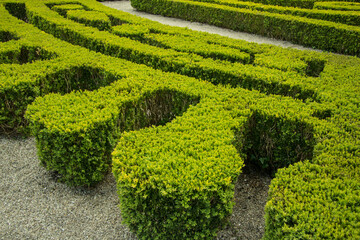 green hedge maze