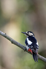 Obraz premium Great spotted woodpecker - Dendrocopos major