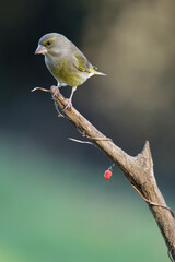 European greenfinch - Chloris chloris