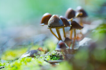 Fototapeta premium Natural background with mushrooms in the forest.