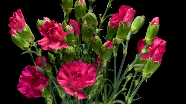 Time Lapse of blooming pink Carnation Flowers. Beautiful Carnation opening up. Timelapse of blossom carnation bouquet with green leaves on black background.