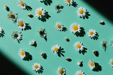 Camomile flowers on colorful  background with shadows. Floral backdrop