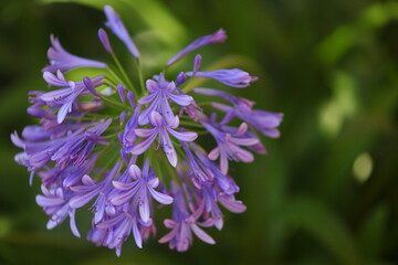 Detalle de la flor azulada de un Agapanto