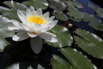 Nen&uacute;far rodeado de sus hojas flotantes en estanque