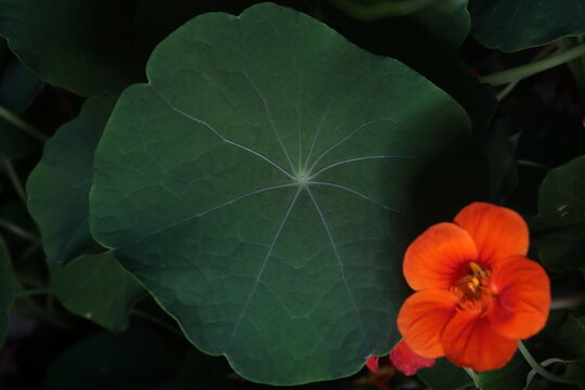 flor de capuchina con sus hojas alrededor