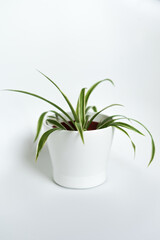 Spider plant in a white flowerpot on white clear background. 