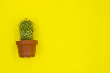 cactus, desert plant on a yellow background. They are very resistant to heat