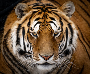 Prideful Alpha Tiger