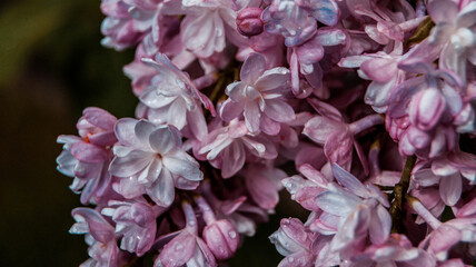 close up of blossom lilac  flowers