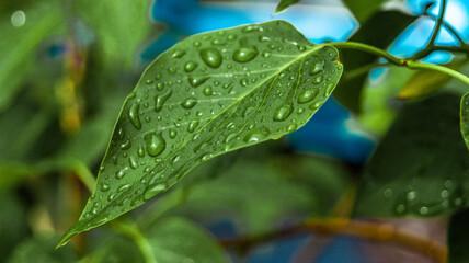 close up of green leaves