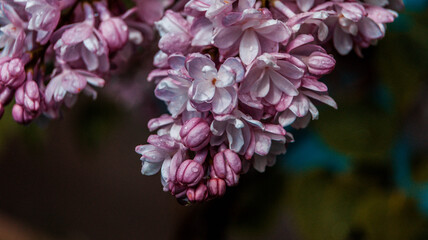 close up of blossom lilac  flowers