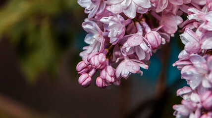 close up of blossom lilac  flowers