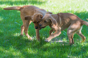 Labrador-Duo in der Welpenstunde