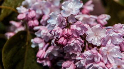 close up of blossom lilac  flowers
