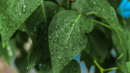 close up of blossom lilac  flowers