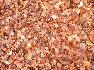 Autumn leaves as nature background.
