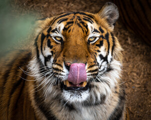A tiger licking its lips after dinner. 