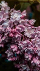 close up of blossom lilac  flowers