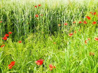 Meadow with poppy flowers as nature background.