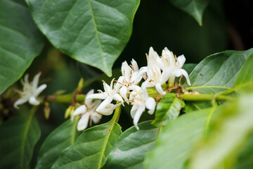 White coffee flowers in green leaves tree plantation close up