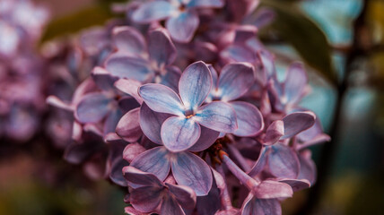 close up of blossom lilac  flowers