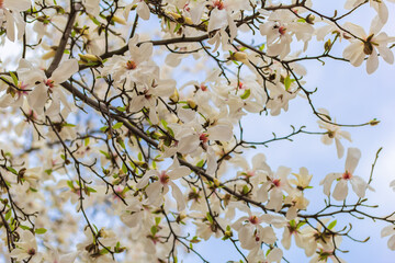 White magnolia blooming in spring. Natural background