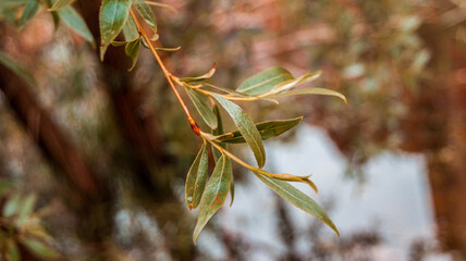 green leaves close up