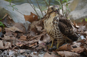 Aguila_1