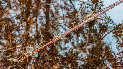 puddle