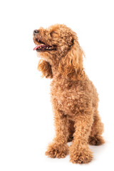 Red poodle isolated on white background