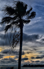 Palm at Dusk