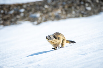 marmottes sur la neige en montagne