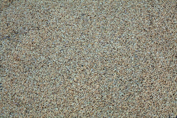 Harvested rice seeds