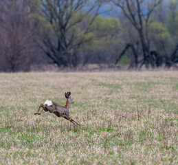 Deer.