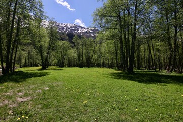 Fototapeta na wymiar Alps view with snow, summer forest and meadow, Switzerland, Ticino, Campra