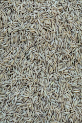 Harvested rice seeds
