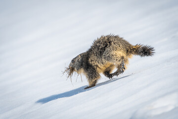 Obraz premium marmottes sur la neige en montagne