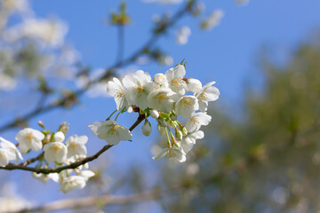 Close up of a white plum blossom branch against a blurred bright spring sky. Purity, freshness, hope, life concept. Light pastel color soothing nature image.