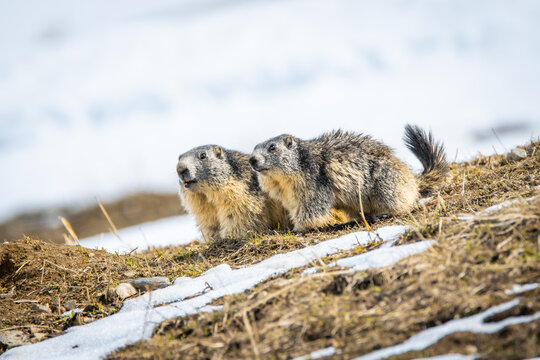 marmottes sur la neige en montagne