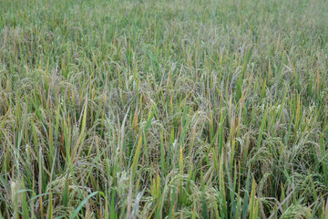 Rice plants in the fields are ready to harvest