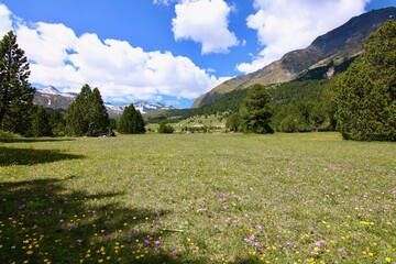 Obraz premium Lucomagno meadow green pasture switzerland
